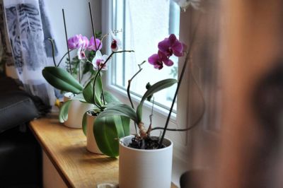 Rekreační dům Casa Matea v oáze zeleně