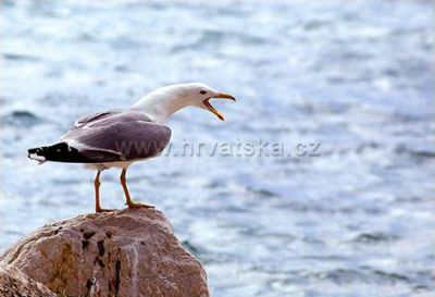 Penzion Perisic Podstrana