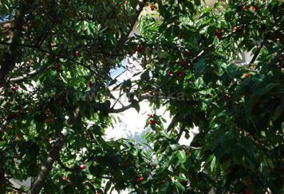 Apartmány SNJEŽANA Fažana