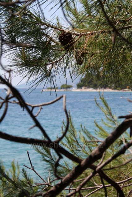 Borovicová šiška.