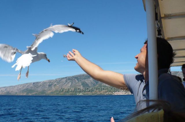 krmení racků z lodi