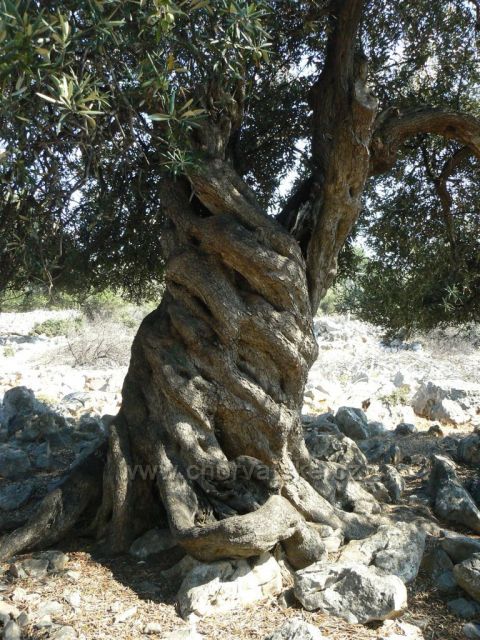 ostrov Pag - Lun, staré olivy