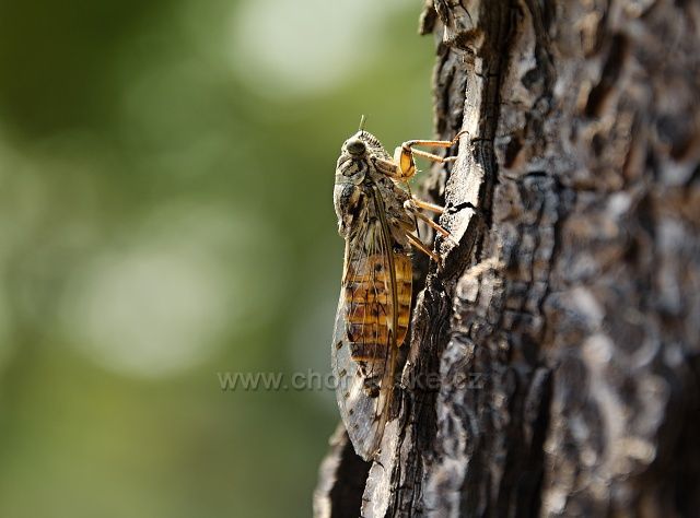 Všudypřítomné cikády