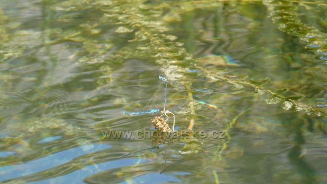 Cetina, svlékání vážky