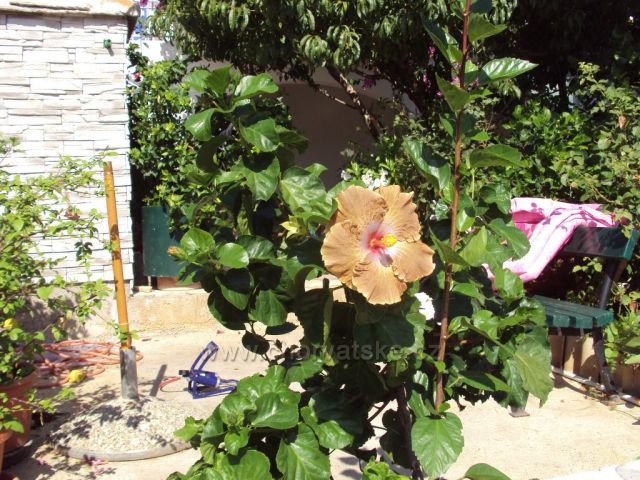 Ibišek květ jako talíř nádherné na