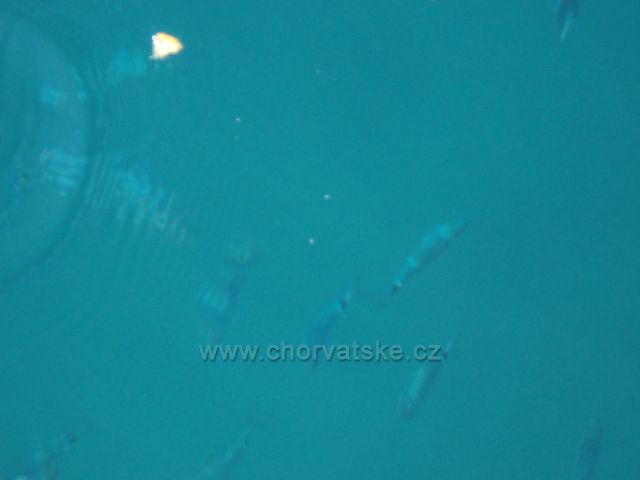 Gradac-makrely v moři