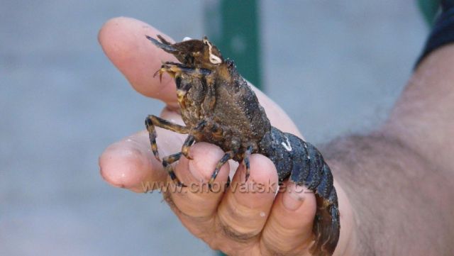 Poljica-ranní úlovky rybářů