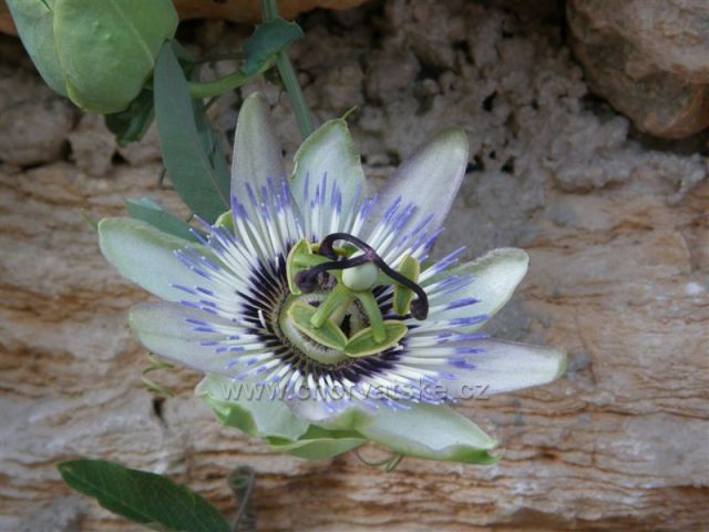 Květ mučenky