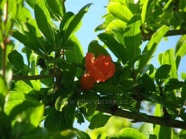 Květ granátového jablka