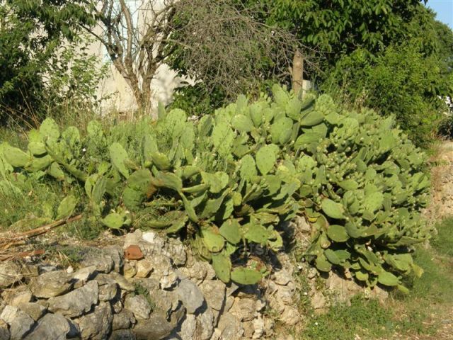 Zarostlá zídka na Zlarinu