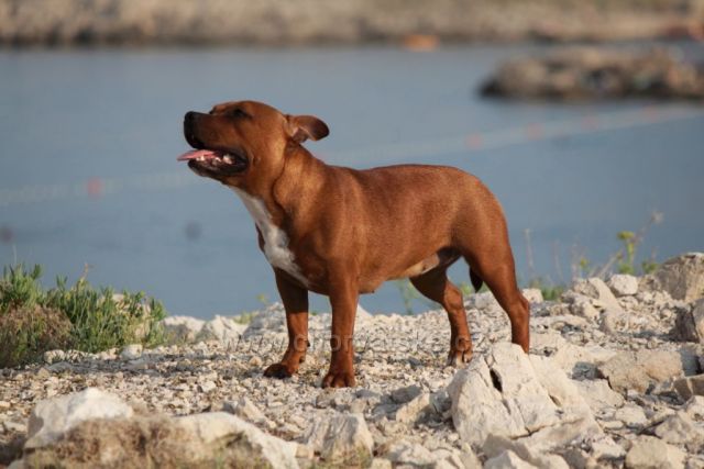 Šilo - Stafordšírský bulterier