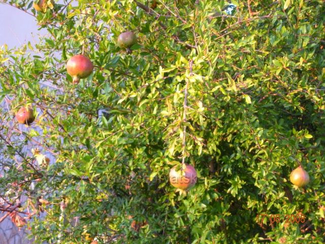granatova jablka