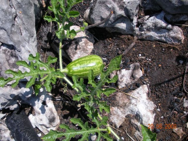 meloun jen tak rostly od more