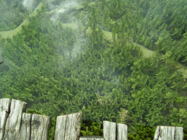 Plitvická jezera - průzračná voda