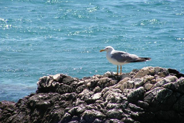 Natur 10 - Baška Voda