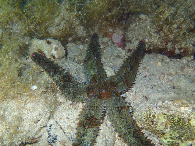 podvodní svět Brač