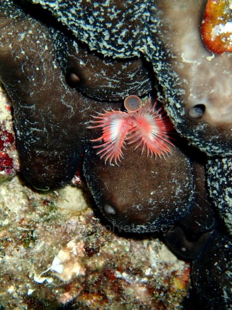 podvodní svět Brač