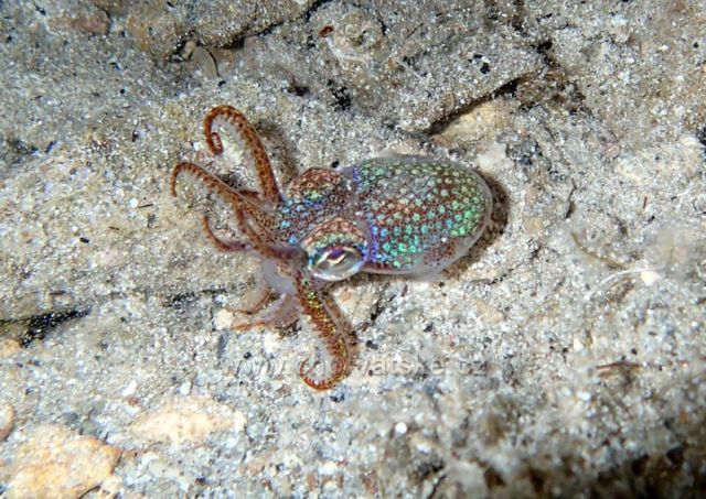 podvodní svět Brač