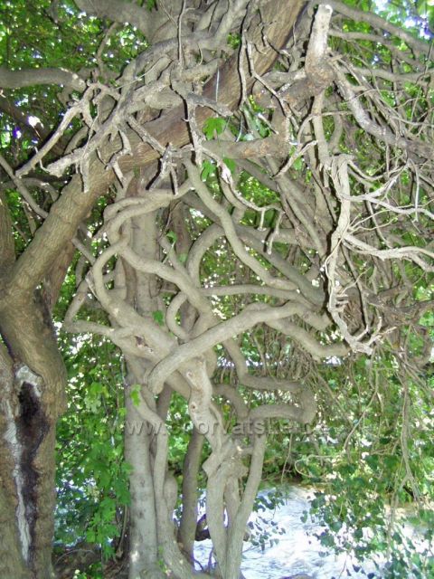NP Krka - zapletený strom