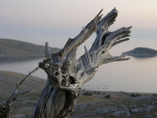 Kornati - pahýl stromu