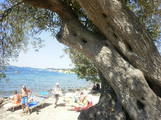 je libo pobřežní koblihu?