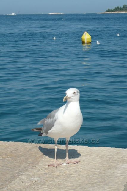 nebojácní racci v Rovinji