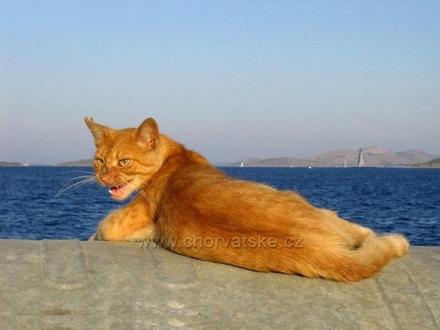 Pan Kocour v městečku Sali