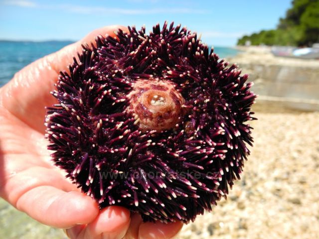 Nataša Ferusová, červen 2013