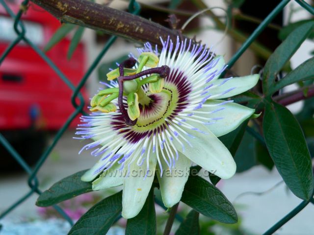 mučenka u domácího