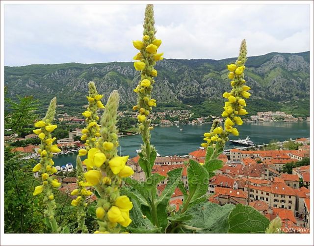 Kotor - ve stoupání na vrchol pevnosti sv,Jana