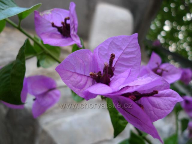 Bugenvilea v Topići nad Baškou Vodou