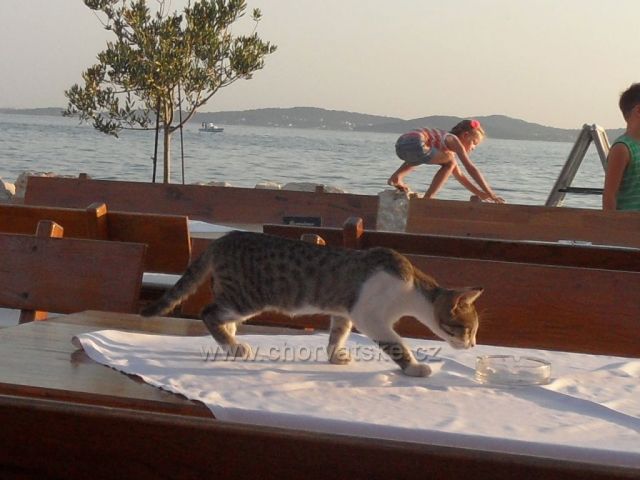 Zvířecí a lidské mládě