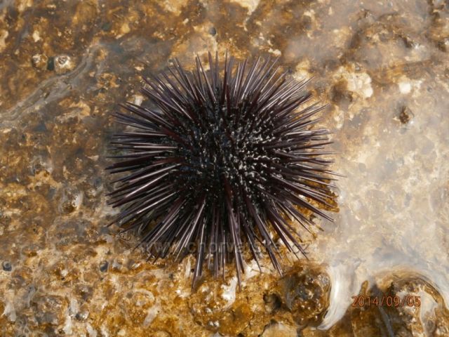 ježek po focení opět vrácen do moře