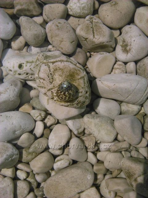 šneček v čisté vodě