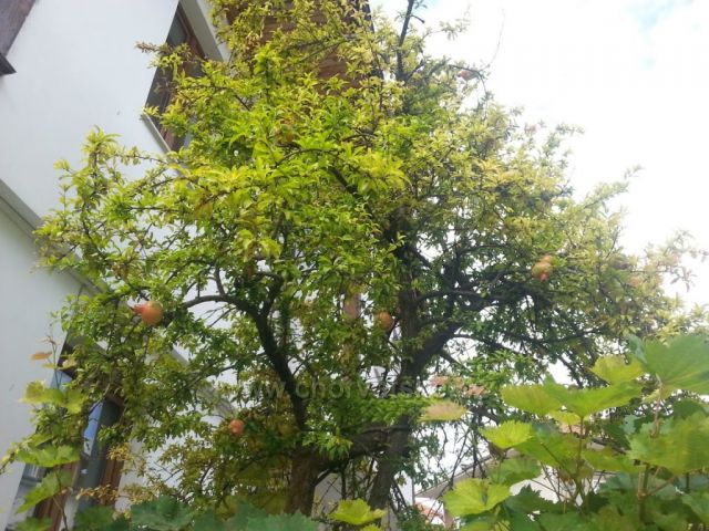 U nás to neuvidíš