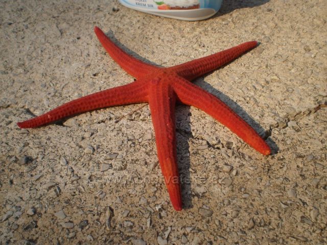 Morská hviezdica - na Lastove ich je veľa