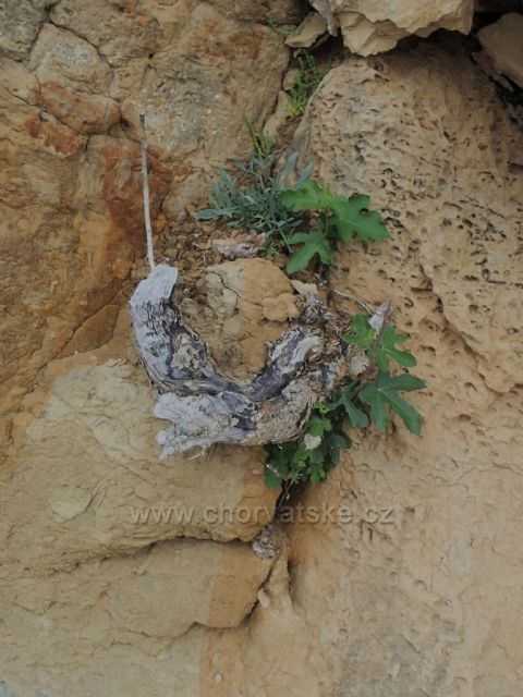 Lopar Ráb plaža Sahara