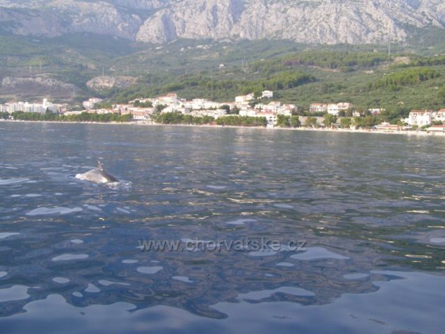 Půjčili jsme si motorový člun - setkání s delfínem  :-)  :-)