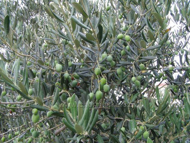 Olivovník.