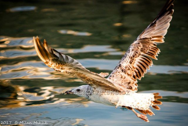 Galen u Sveti Filip i Jakov