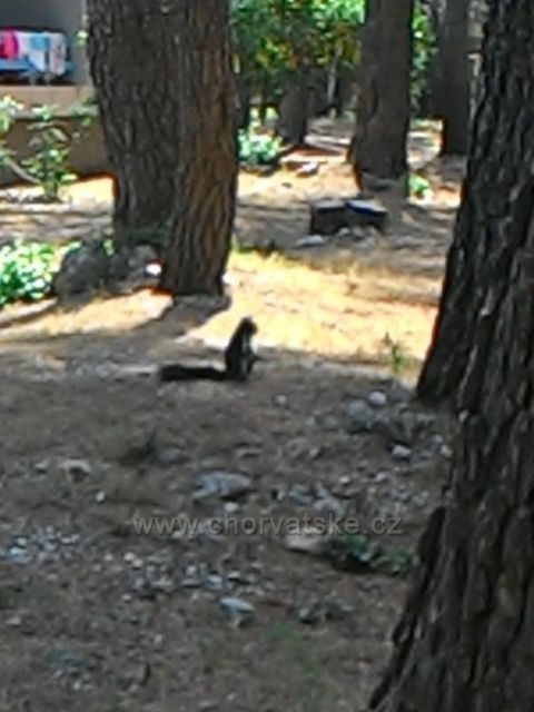 Veverka v borovém lese čeká na snímek