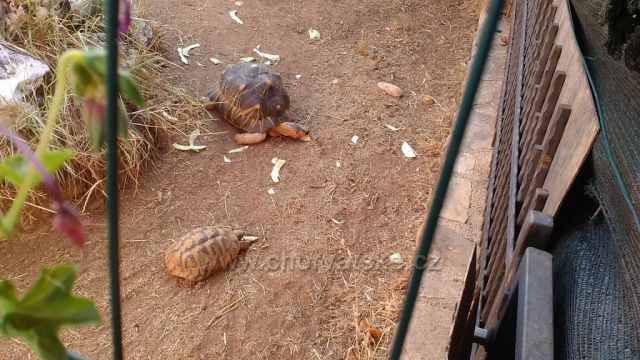 Želví farma naši domácí u které jsme byli ubytovaný