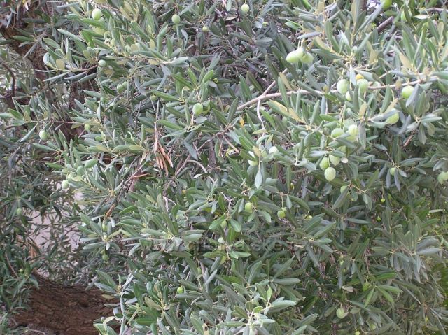 olivovník-Drašnice