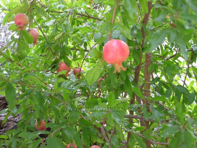 strom s granátovými jablkami-Drašnice