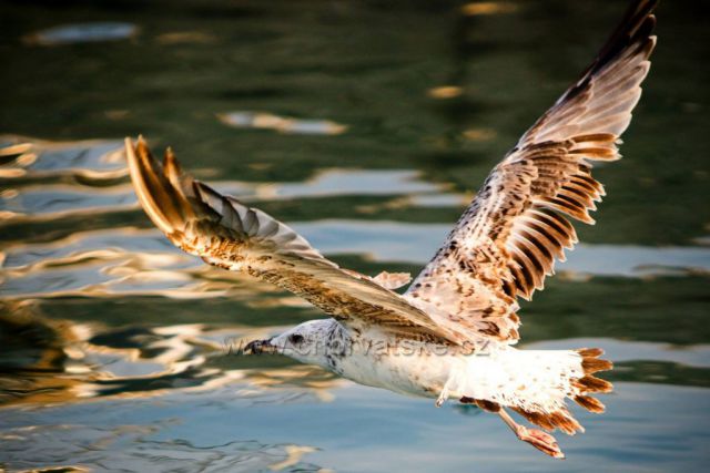 Galeb a more Sveti Filip i Jakov