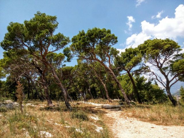 Makarska
Z parku sv. Petra