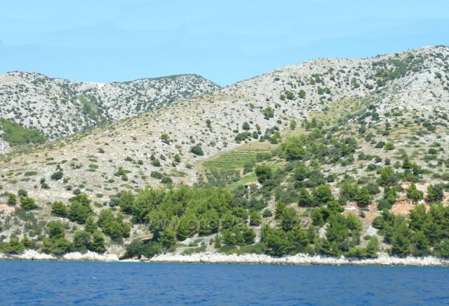 vinice na ostrově Brač