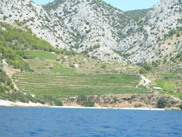 vinice na ostrově Brač