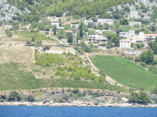 vinice na ostrově Brač