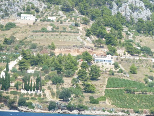 vinice na ostrově Brač